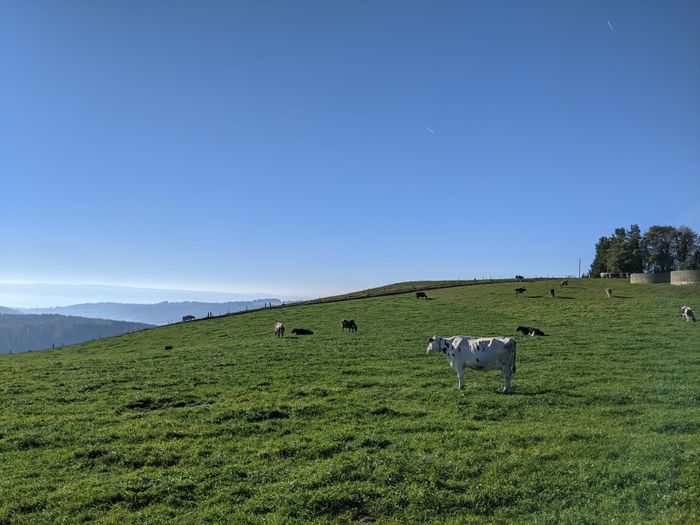 Cow on a field
